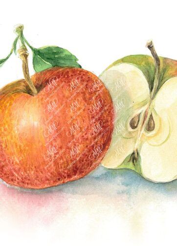 Apple. White background. Watercolor. 37x28 cm.  mela1.jpg 7Mb. RGB. 300 px. Instant download.