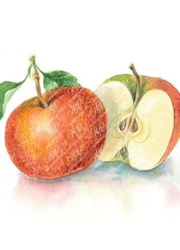 Apples. White background. Watercolor. 37x28 cm.  mela1.jpg 7Mb. RGB. 300 px. Instant download.