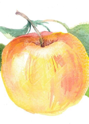 Yellow apple. Isolated on white background with work path. Watercolor. 48x33 cm. mela3.jpg 9Mb. RGB. 300 px. Instant download.