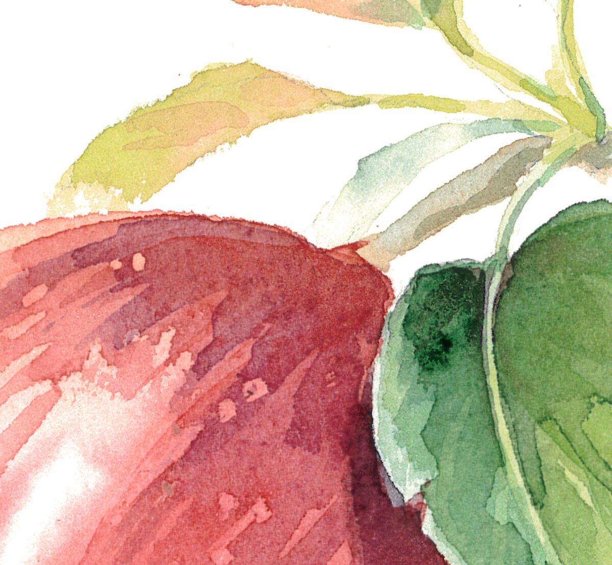 Red apple. Watercolor clipart, printable file