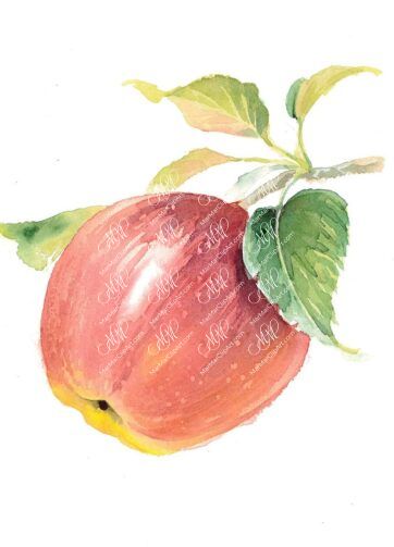 Red apple. Isolated on white background. Watercolor. 41x38 cm. mela5.jpg 7Mb. RGB. 300 px. Instant download.