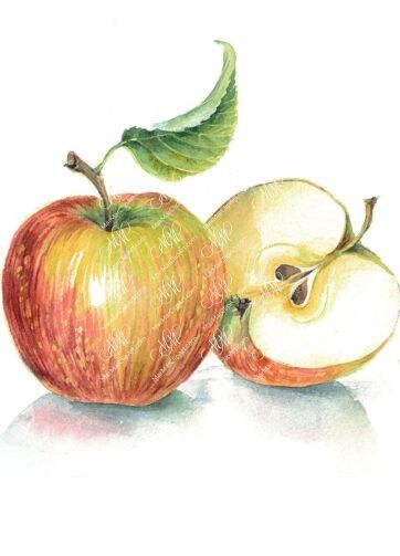 Apples. Isolated on white background with work path. Watercolor. 39x34 cm.  mela.jpg 8Mb. RGB. 300 px. Instant download.