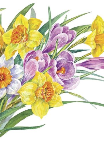 Spring flowers bouquet. Narcissus and crocuses. Isolated on white background with work path. Watercolor. 31x23cm. RGB. 300 px. Instant download.