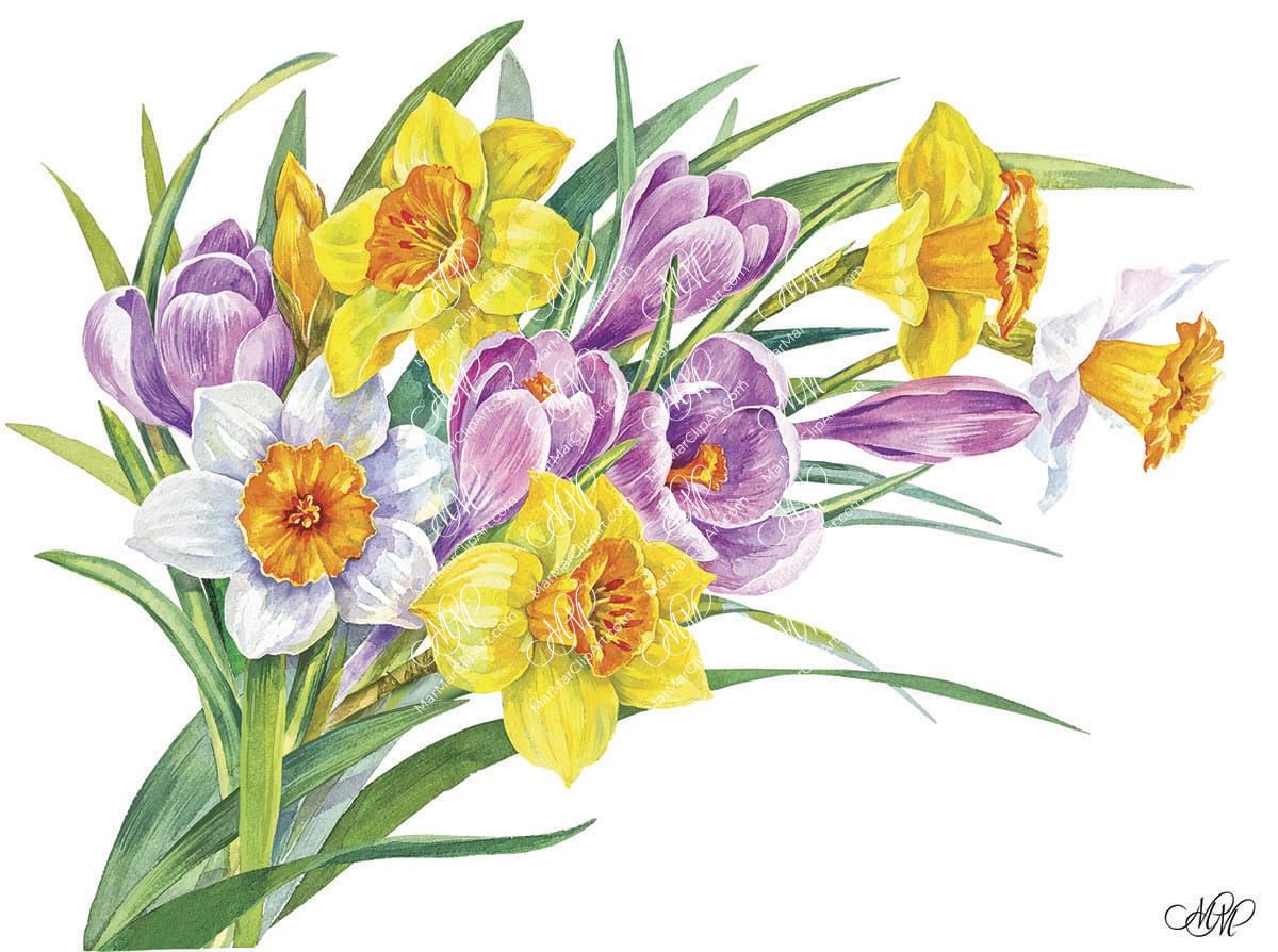 Spring flowers bouquet. Narcissus and crocuses. Isolated on white background with work path. Watercolor. 31x23cm. RGB. 300 px. Instant download.