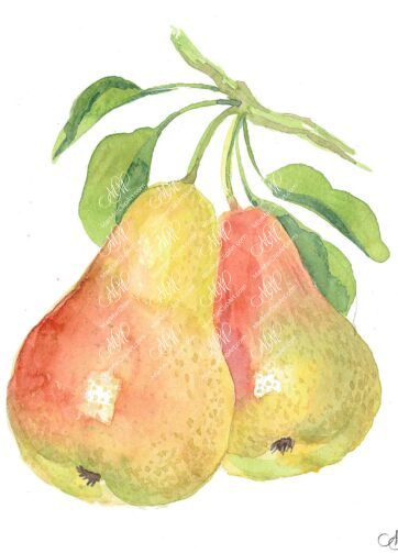 2 pears. Isolated on white background. Watercolor. 31x38 cm. Pera1.jpg 7Mb. RGB. 300 px. Instant download.