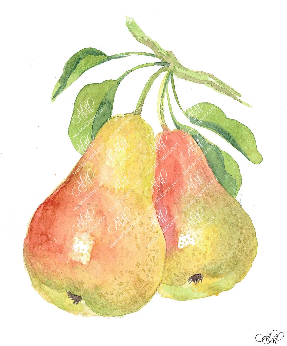2 pears. Isolated on white background. Watercolor. 31x38 cm. Pera1.jpg 7Mb. RGB. 300 px. Instant download.