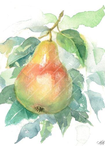 Pear with leaves. Watercolor. 39x51 cm. Pera2.jpg 15Mb. RGB. 300 px. Instant download.