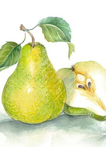 Pear green. Isolated on white background with work path. Watercolor. 49x35 cm. Pera3.jpg 11Mb. RGB. 300 px. Instant download.