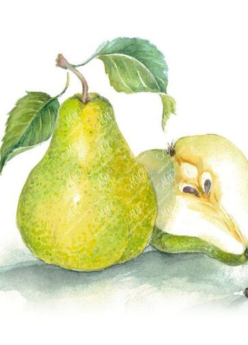 Pear green. Isolated on white background with work path. Watercolor. 49x35 cm. Pera3.jpg 11Mb. RGB. 300 px. Instant download.