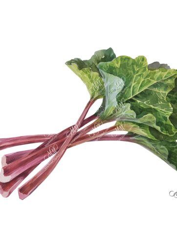 Rhubarb. Rhubarb Pieplant. Botanical illustration