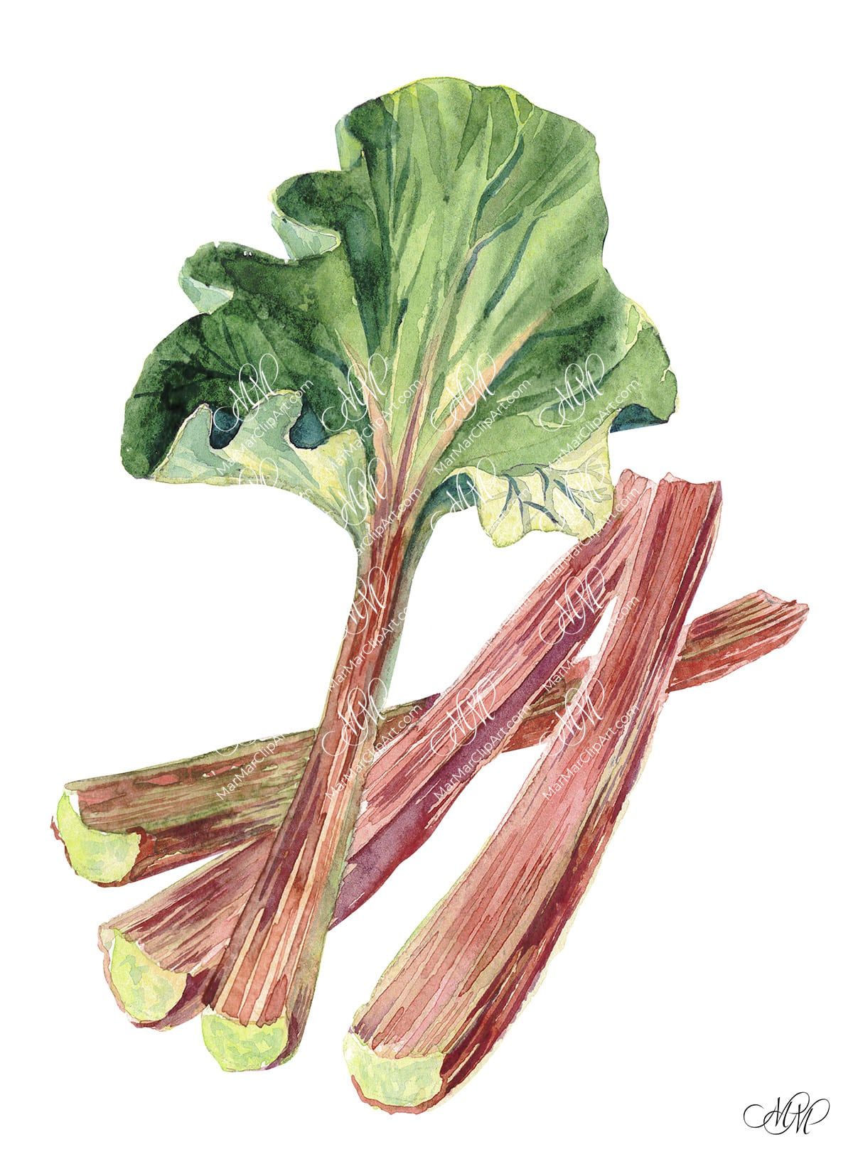 Rhubarb Watercolor Botanical Clipart MarMarClipArt
