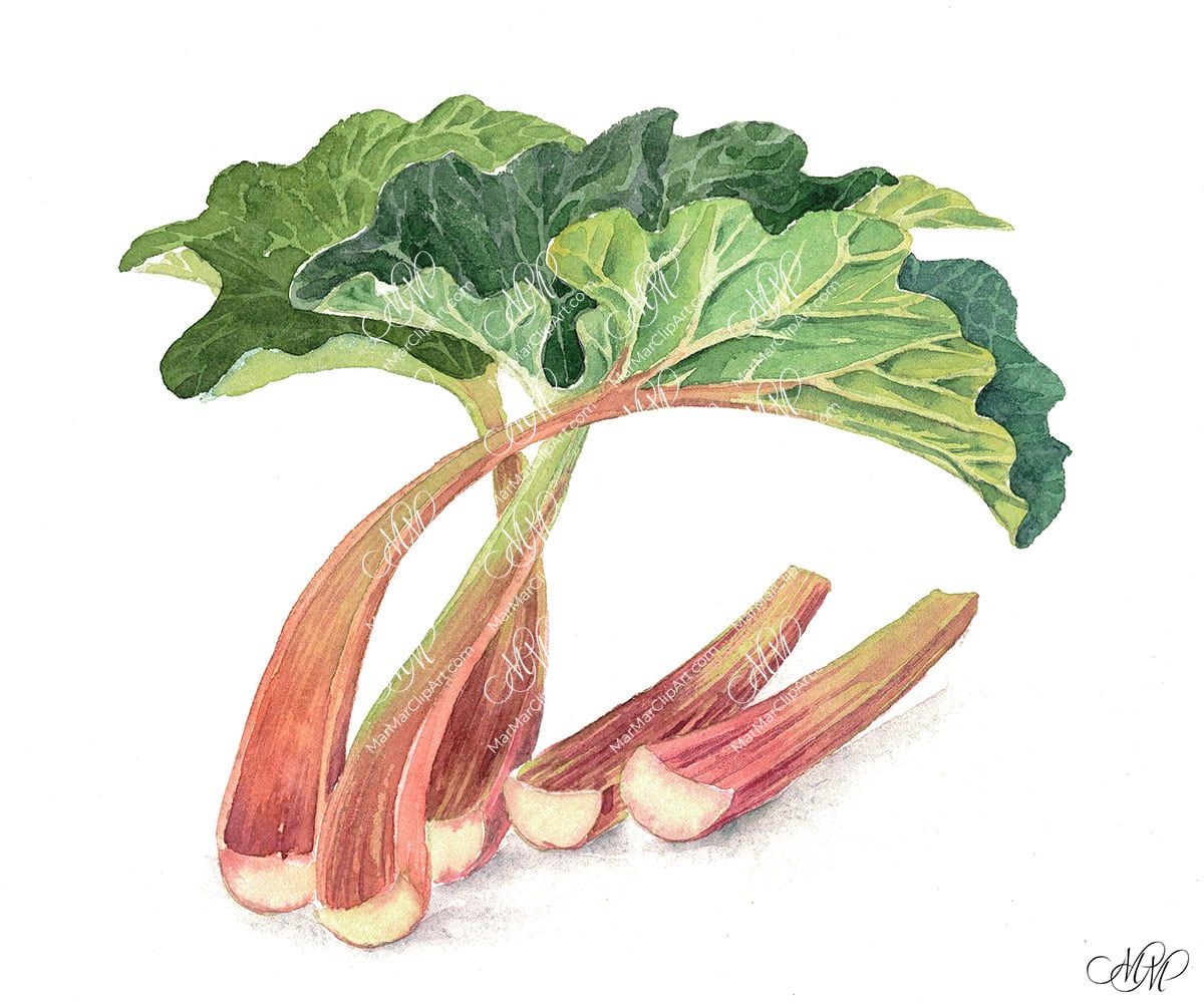 Rhubarb. Isolated on white background with work path. Watercolor. 37x31 cm. Rhubarb.jpg 7,2Mb. RGB. 300 px. Instant download.