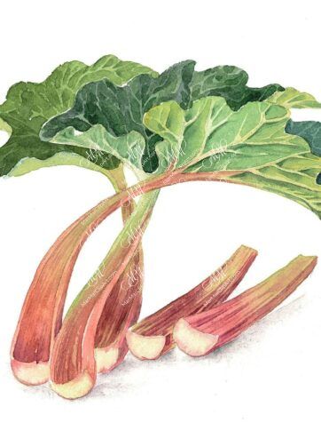 Rhubarb. Watercolour botanical clipart