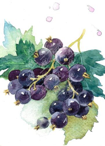Black currant. Isolated on white background with work path. Watercolor. 34x34 cm. ribes1.jpg 6Mb. RGB. 300 px. Instant download.