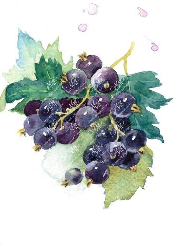 Black currant. Isolated on white background with work path. Watercolor. 34x34 cm. ribes1.jpg 6Mb. RGB. 300 px. Instant download.