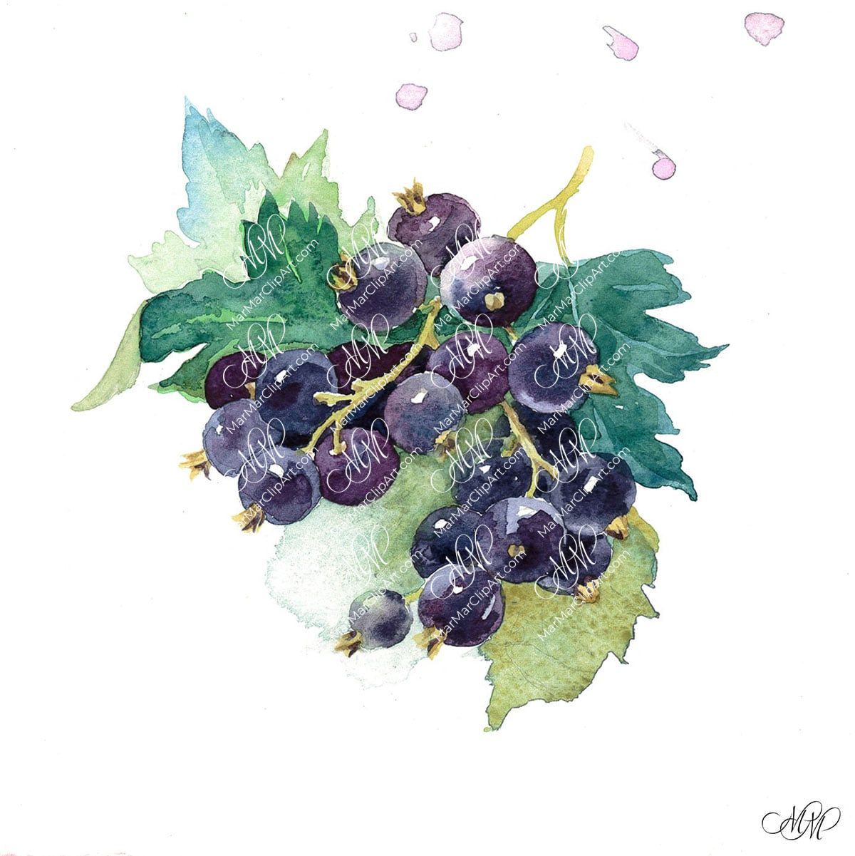 Botanical illustration of black currant hi-res stock photography and images  - Page 2 - Alamy