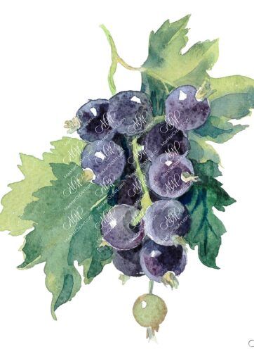 Black ribes. Isolated on white background with work path. Watercolor. 38x43 cm. ribes2.jpg 7Mb. RGB. 300 px. Instant download.