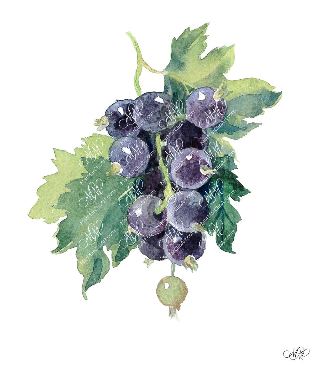 Black ribes. Isolated on white background with work path. Watercolor. 38x43 cm. ribes2.jpg 7Mb. RGB. 300 px. Instant download.
