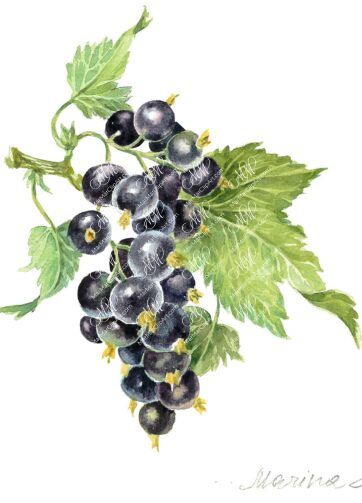 Black ribes. Isolated on white background with work path. Watercolor. 30x33 cm. ribes.jpg 4Mb. RGB. 300 px. Instant download.