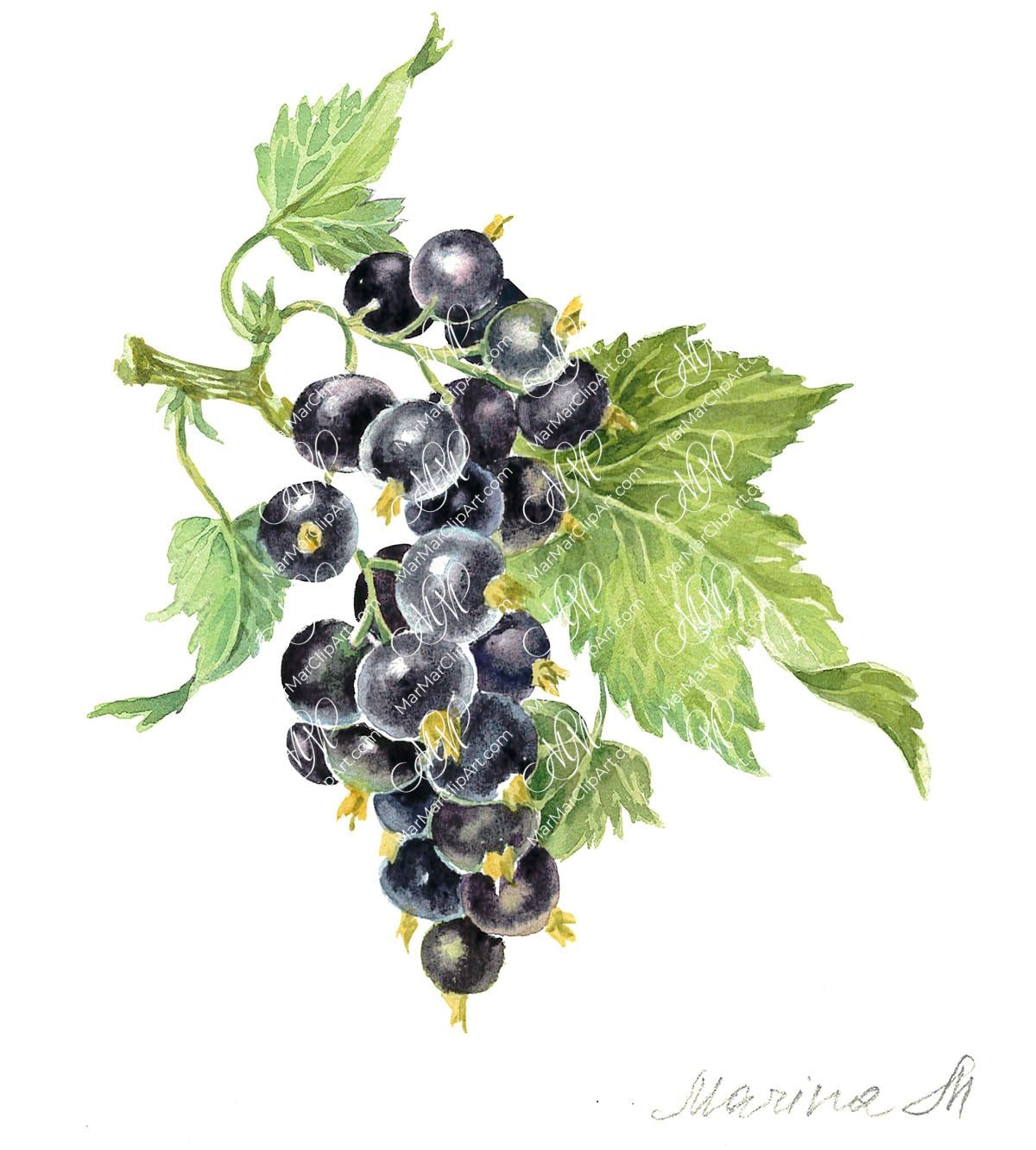 Black ribes. Isolated on white background with work path. Watercolor. 30x33 cm. ribes.jpg 4Mb. RGB. 300 px. Instant download.