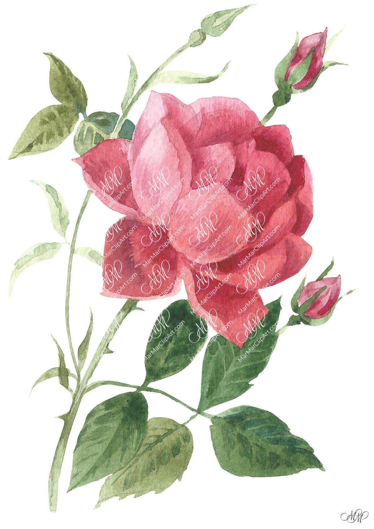 Rose. Isolated on white background with work path. Watercolor. 20x29 cm. Rose.jpg 3Mb. RGB. 300 px. Instant download.