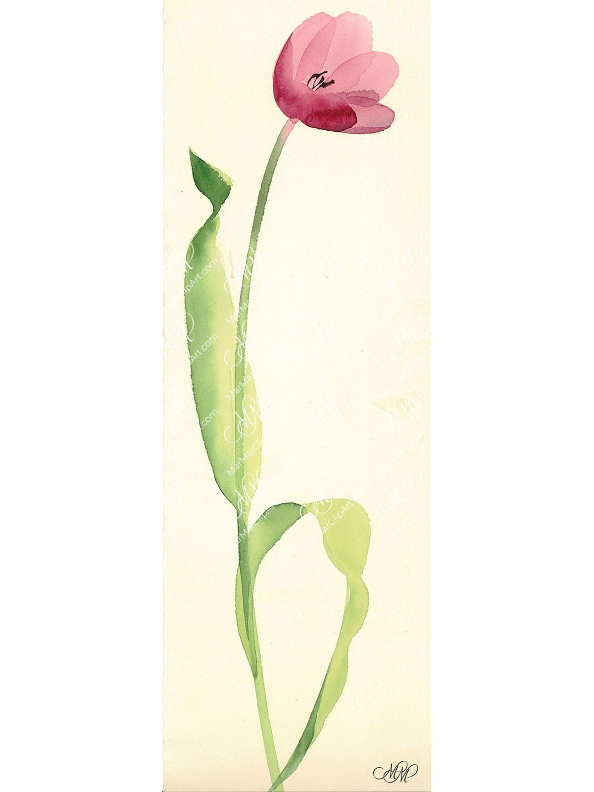 Tulip. Watercolor. 28x84cm. Tulipan.jpg 25Mb. RGB. 300 px. Instant download.