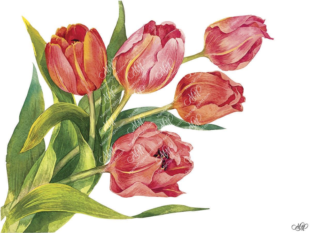 Bouquet of tulips. Isolated on white background with work path. Watercolor. 32x24cm. RGB. 300 px. Instant download.