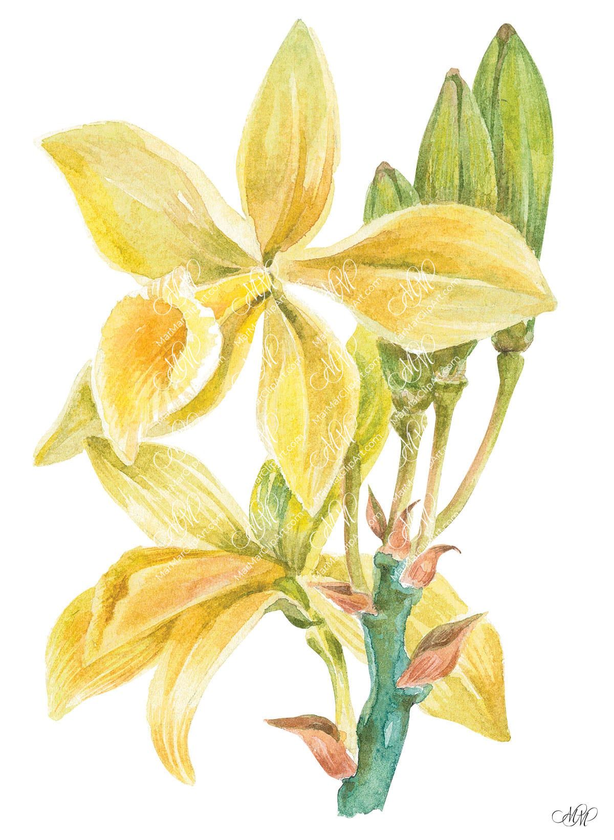Vanilla. Watercolour botanical clipart