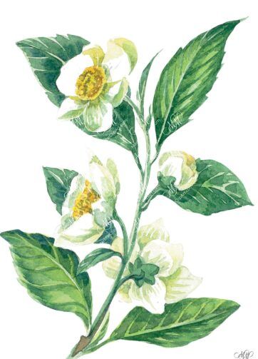 White Tea. Watercolour botanical illustration