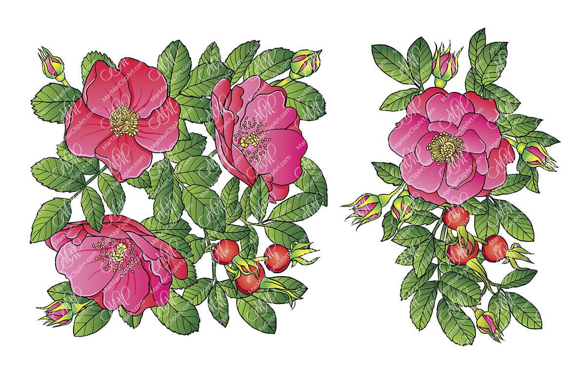 Rosehip flowers and berries. Vector printable file, can be used for cards, invitations, for your design work