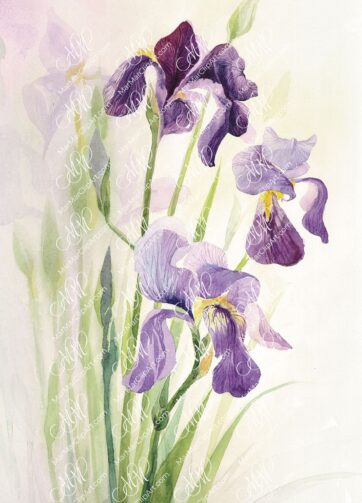 Flower watercolor Iris