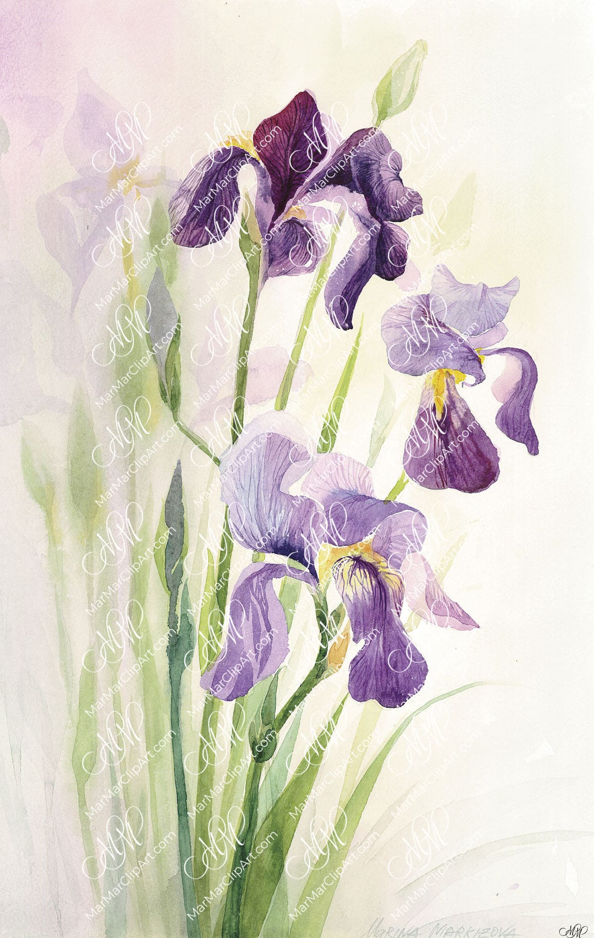 Flower watercolor Iris