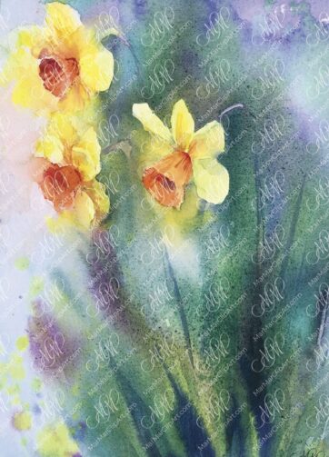 Watercolor painting Narcissus