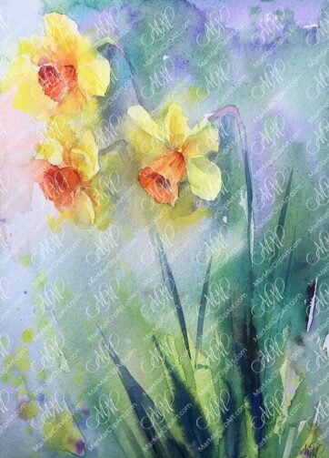 Watercolor sketch Narcissus