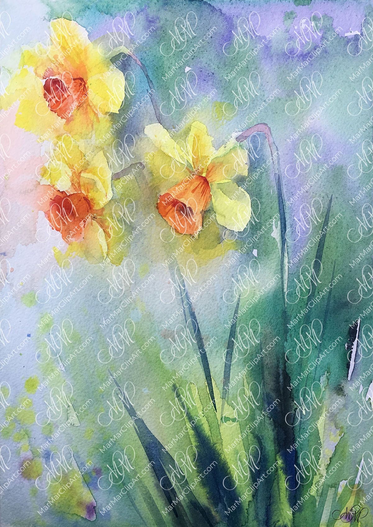 Watercolor sketch Narcissus