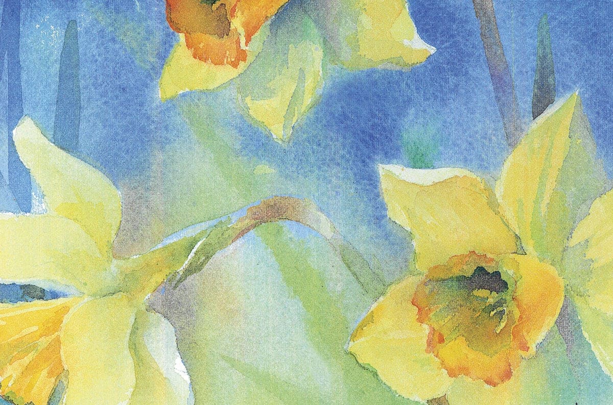 Fragment of watercolor flower painting spring Narcissus