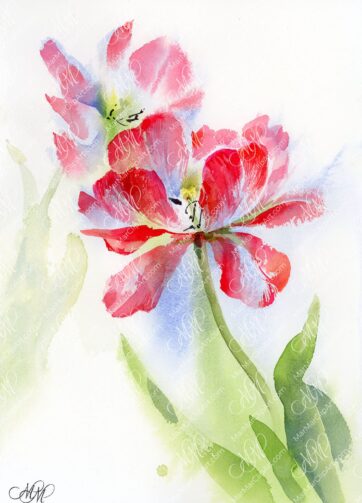 Watercolor. 2 tulips