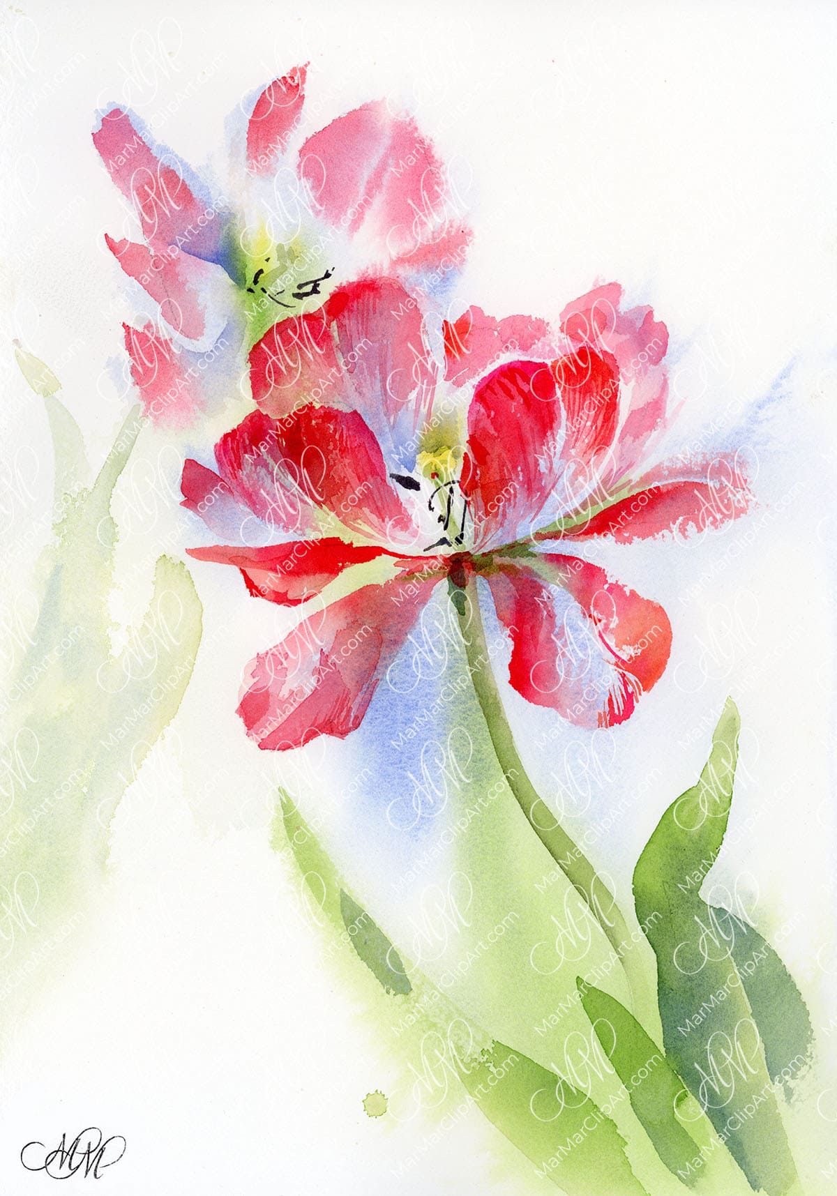Watercolor. 2 tulips