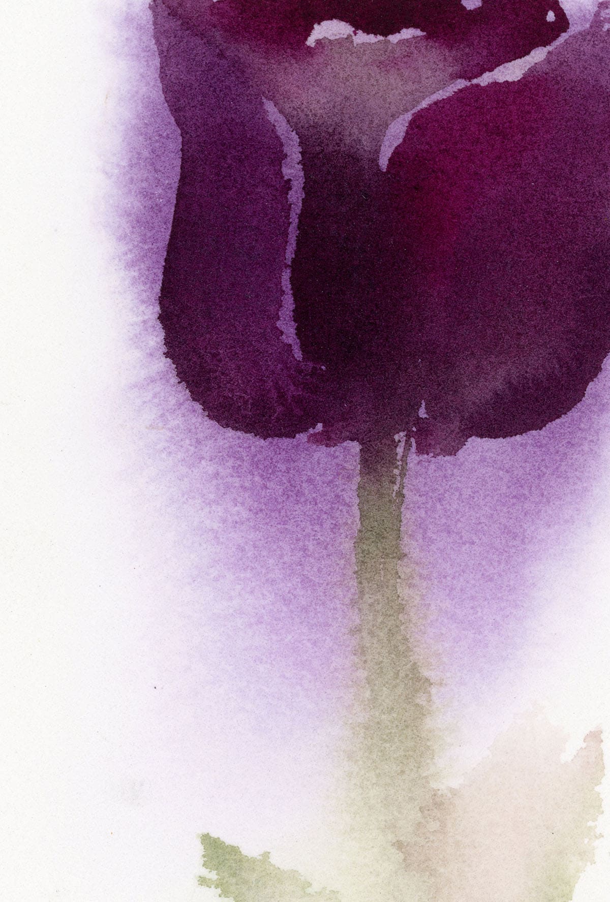 Watercolor Velvet tulip fragment