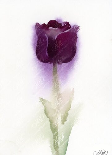 Velvet tulip original watercolor