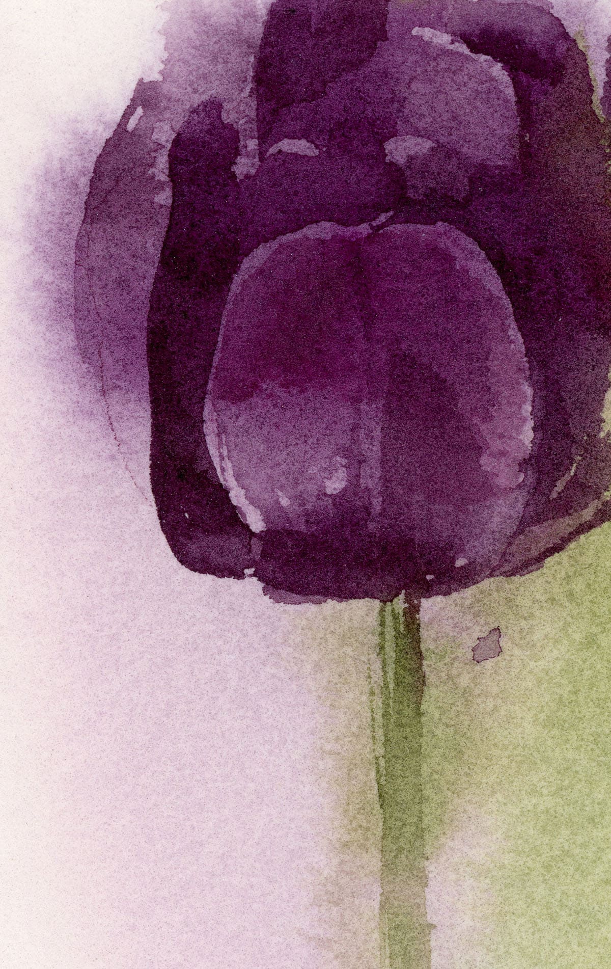 watercolor black tulip fragment