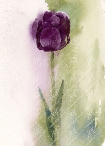 Black tulip watercolor