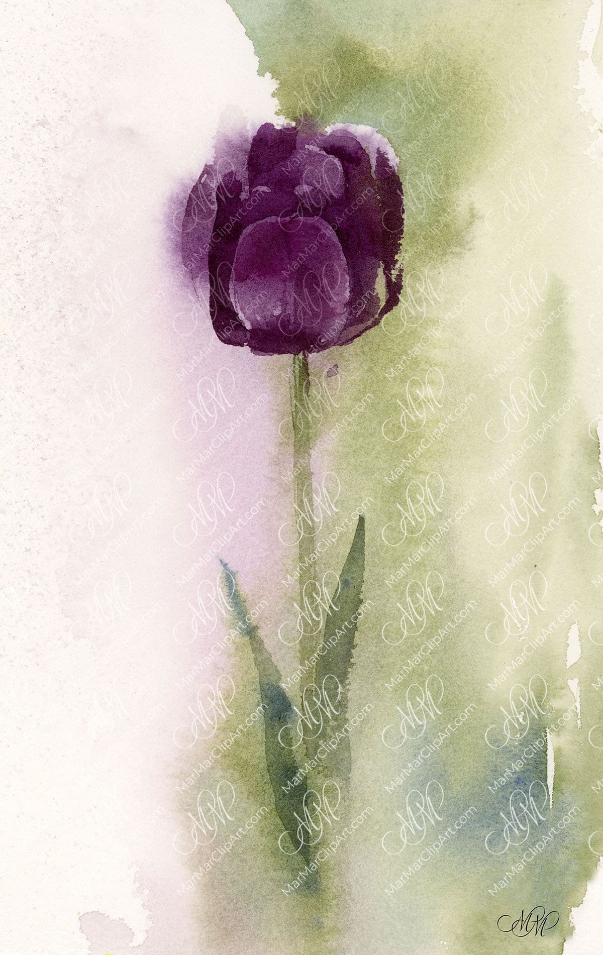 Black tulip watercolor