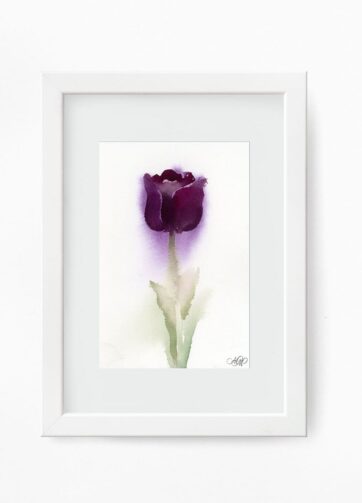 Watercolor Velvet tulip framed