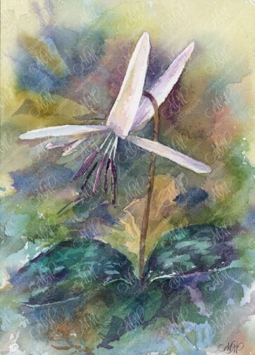 Watercolor Spring flower Erythronium Dens Canis