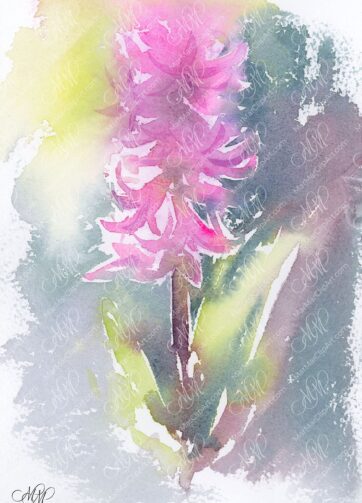 Watercolor sketch Spring Hyacinth