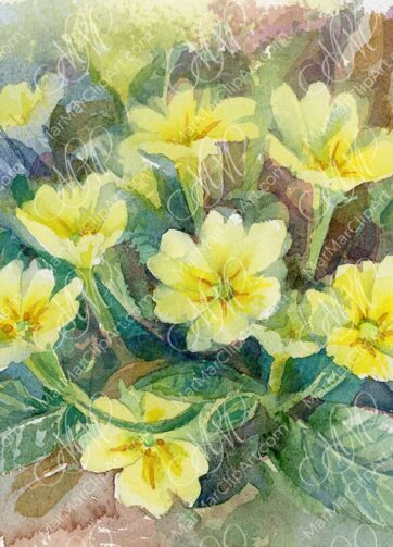 Watercolor Spring wildflowers Primrose