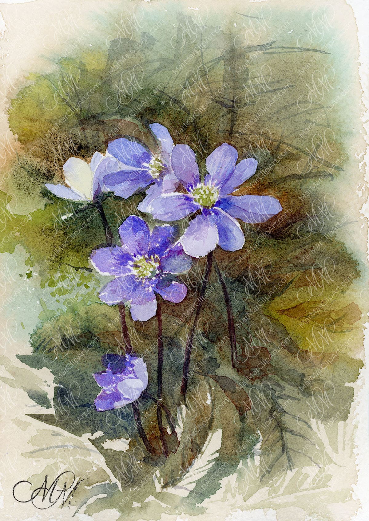 Watercolor spring wild flowers trinity herb