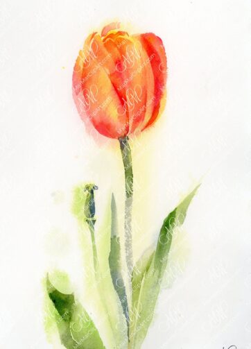 Watercolor orange tulip