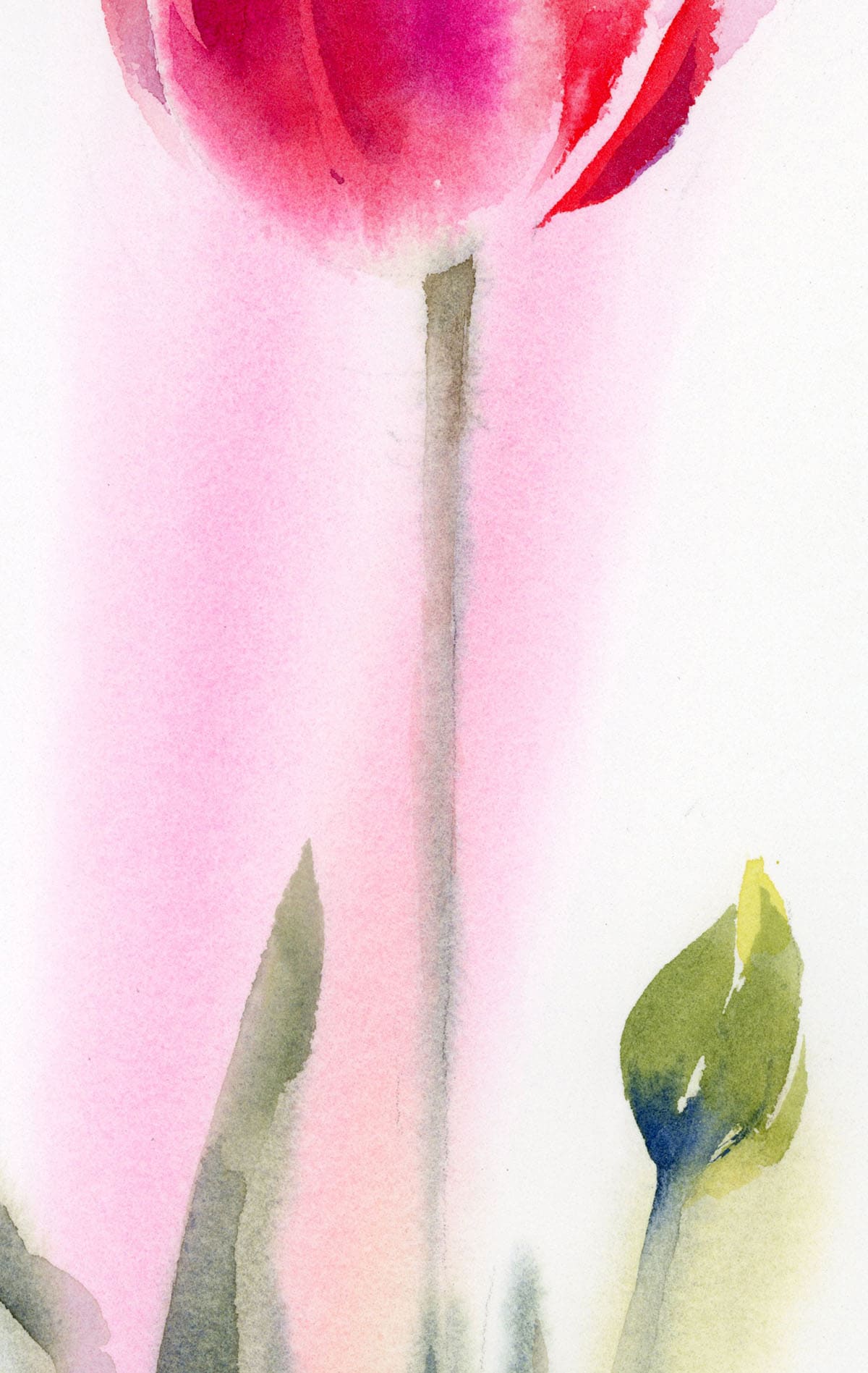 flower watercolor pink tulip fragment